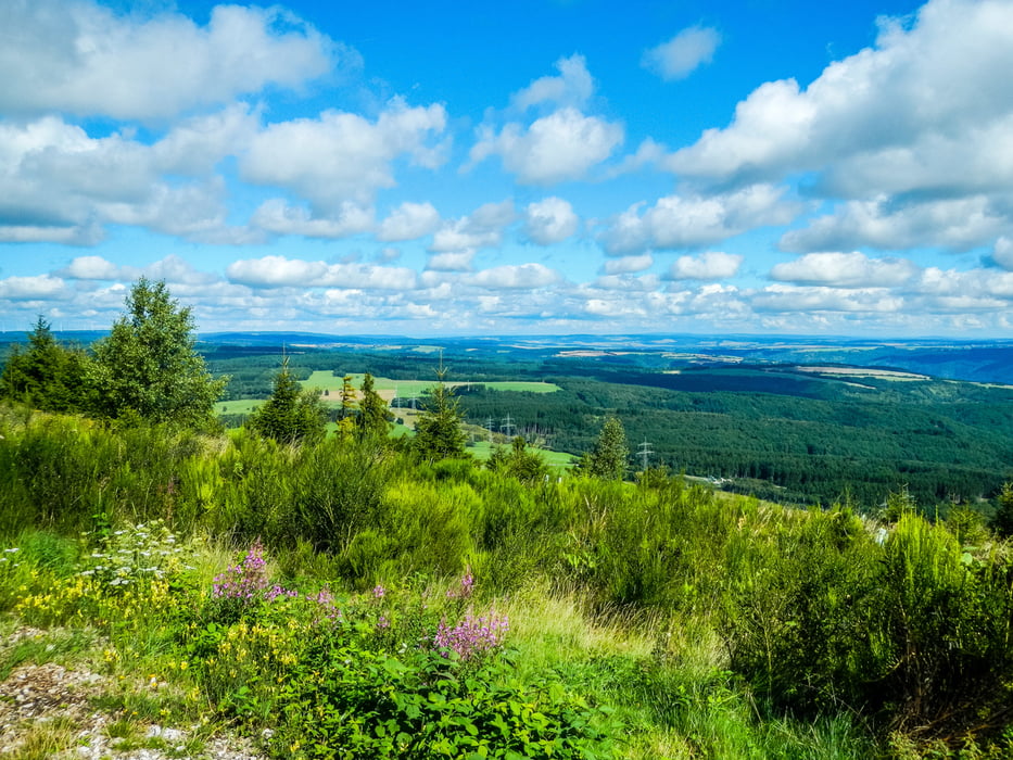 Von Daxweiler durch den Binger Wald