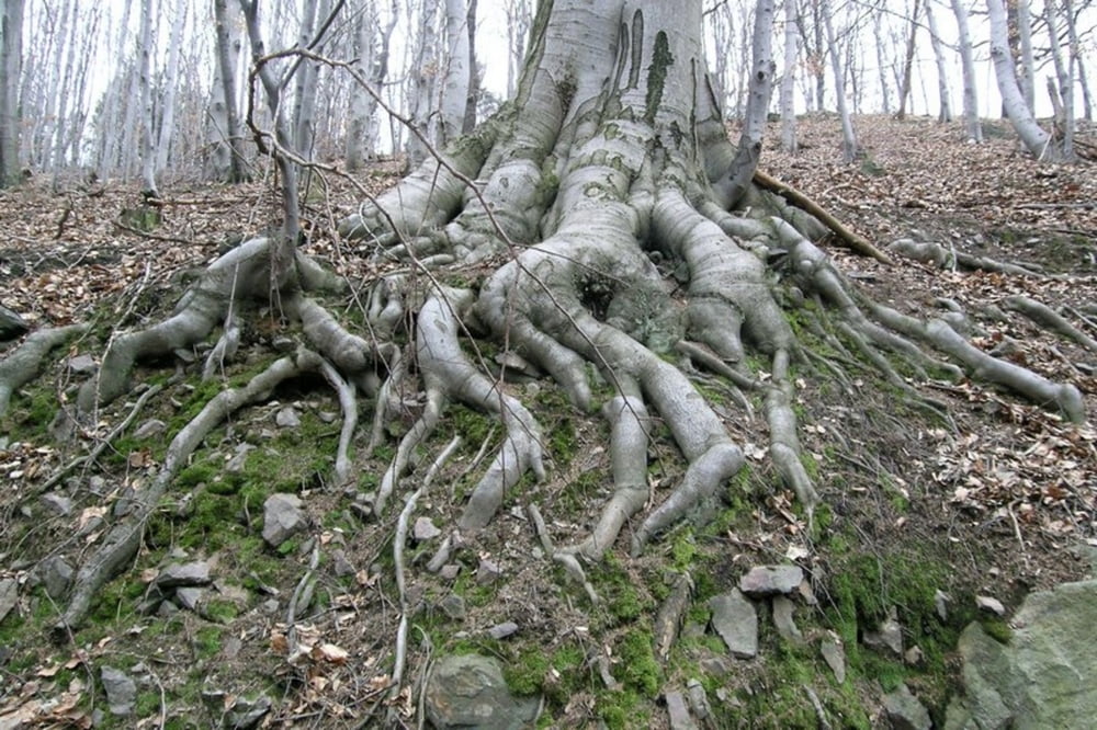Ślęża wiosennie (Zoptenberg in Frühling)