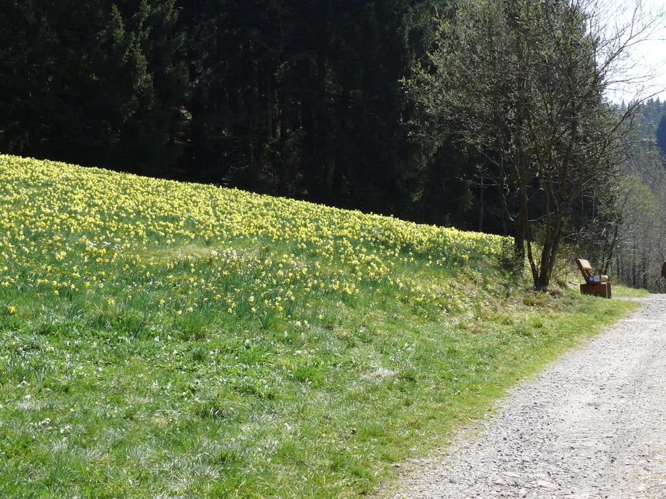 Narzissenblüte