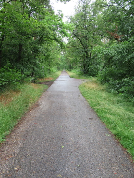 Runde von Leimen zum Hockenheimring durch Bannwald