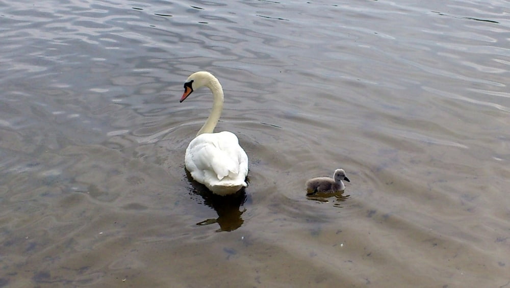 Scharmützelsee