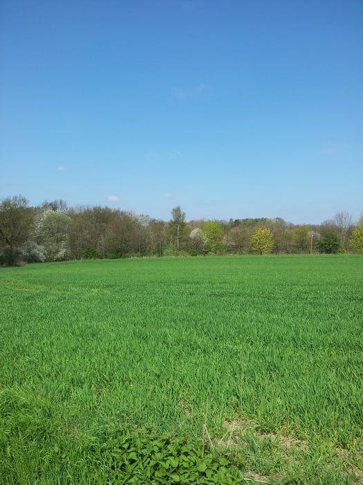 Ergster Waldlauf
