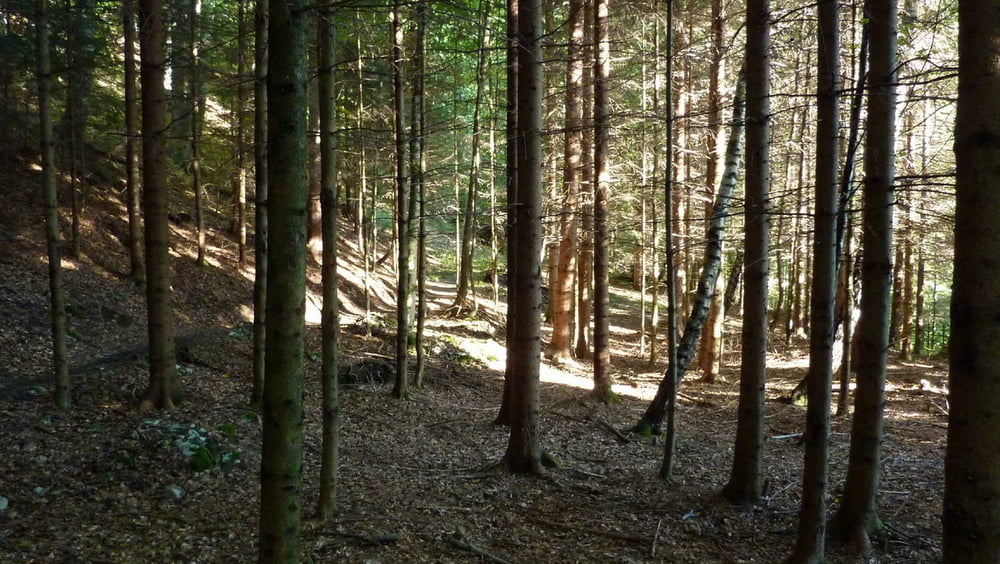 Kürnberg-Singletrail