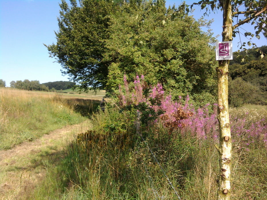 Ruwer-Hochwald-Schleife Premiumwanderweg