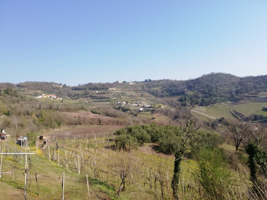 Marcia tra viselle e olivari a Montebello Vicentino (VI)