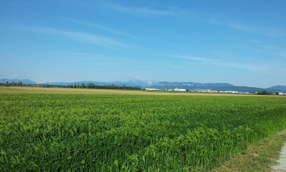 Wr. Neustadt