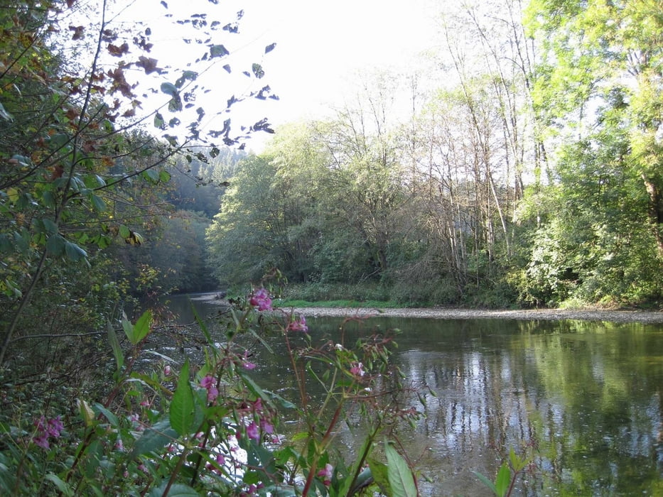 Wald-Wertachschlucht-Bergers-Hofen-Wald
