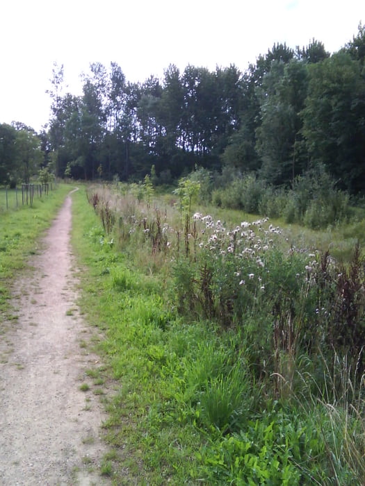 Lengericher Berg Rundkurs