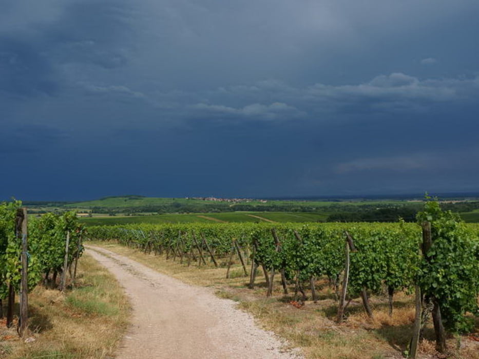Elsass