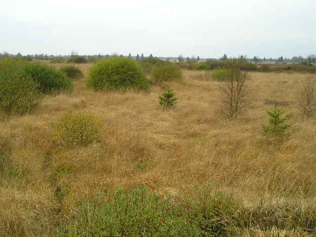 Ternell - Hohes Venn
