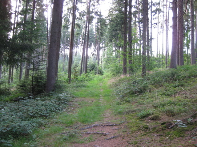 Durch das Klosterholz nach Mirskofen bei Landshut