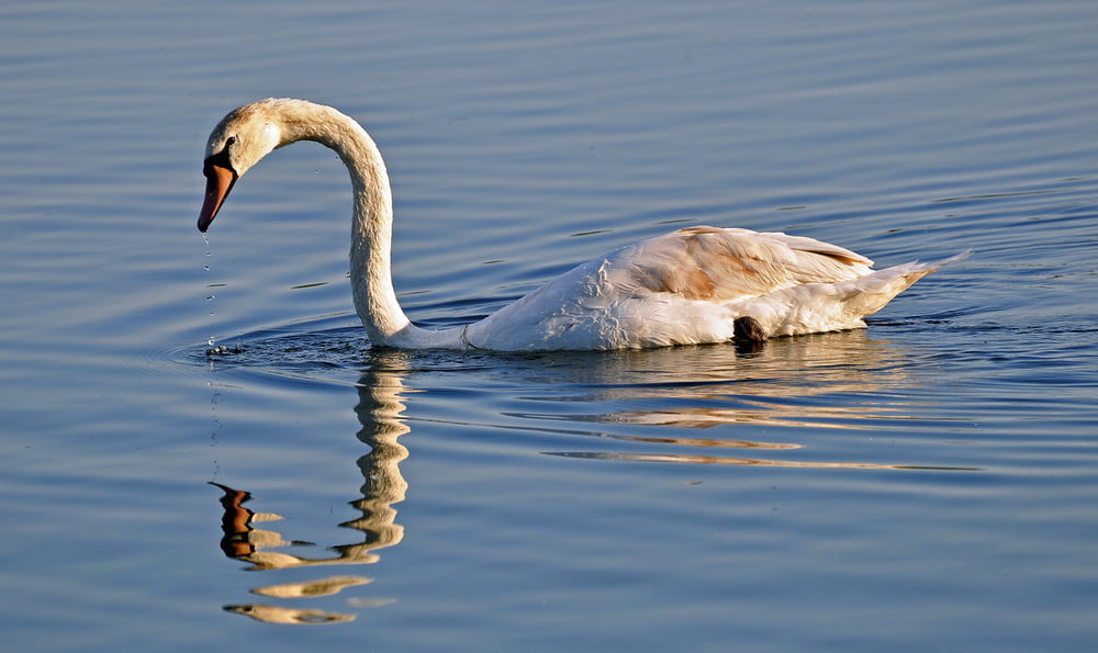 Schwan Boisdorfer See