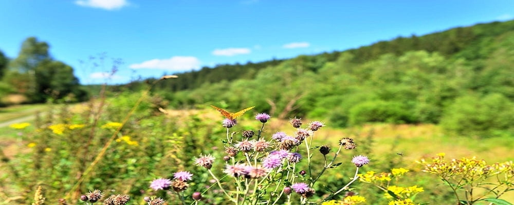 Im Tal der Schmetterlinge