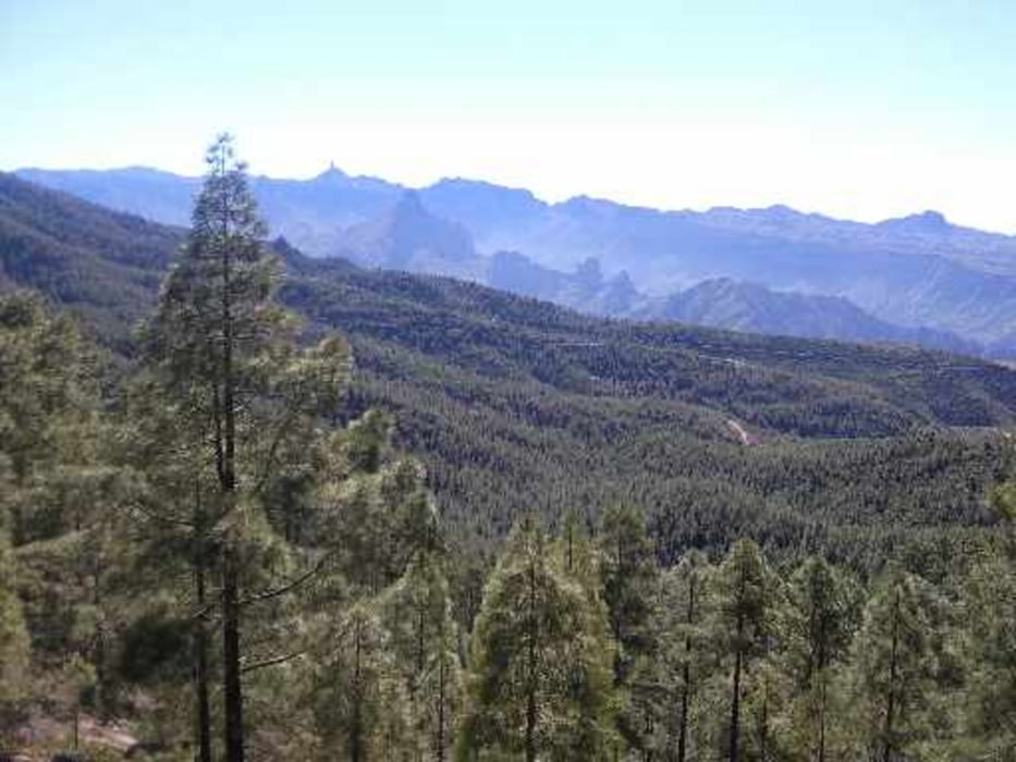 Artenara über Tamadaba-Wald dann Lugarejos zurück.