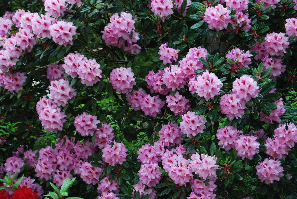 Rhododendronroute