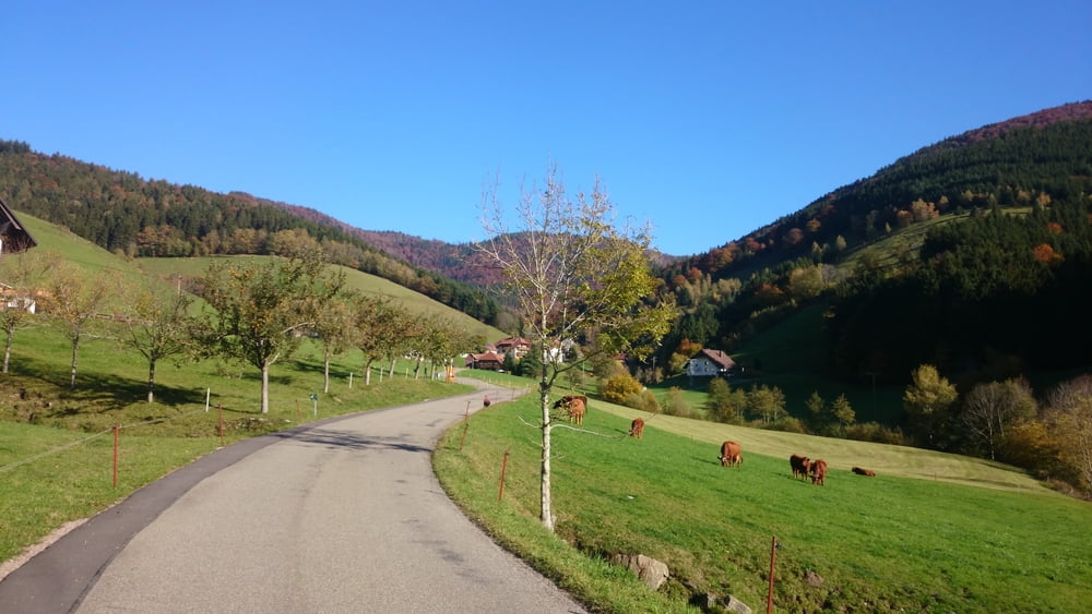 Unterkirnach-Platte-Kandel-Simonswald-Siebenfelsen-Rorhardsberg