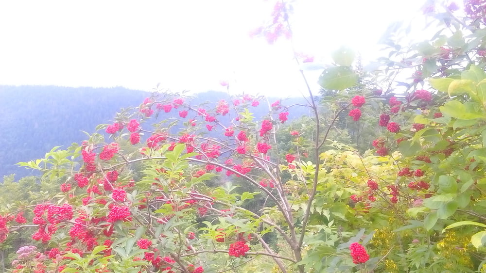 Idrija-Planina 180715