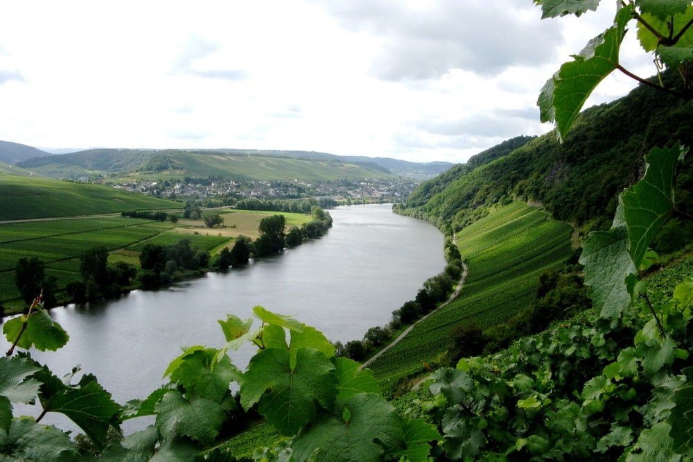 Mosel-Radweg von Trittenheim nach Zeltingen