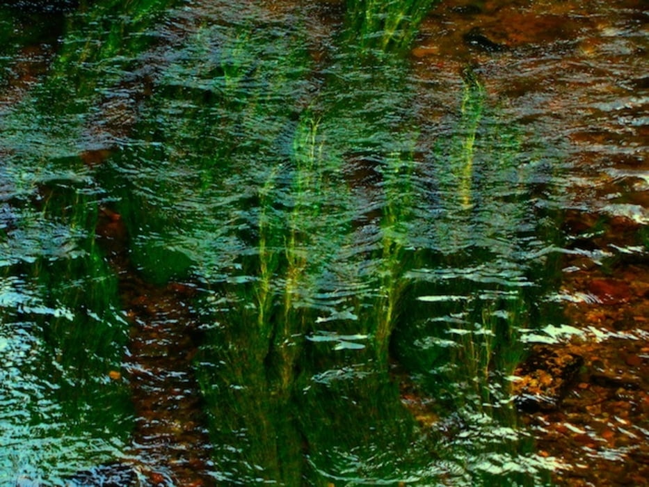 ZWalk - Zwettl – Wasserwunder Hundertwasser