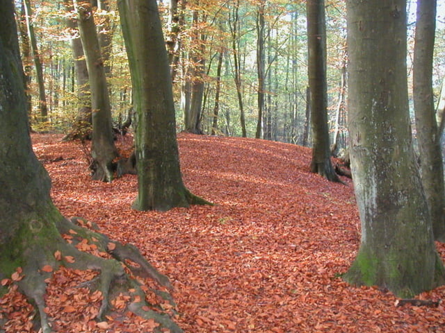 Laufrunde Altenberg Wienerwaldsteig