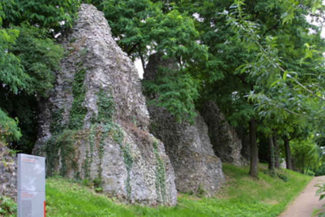Mainzer Weinberge und Single-Trails