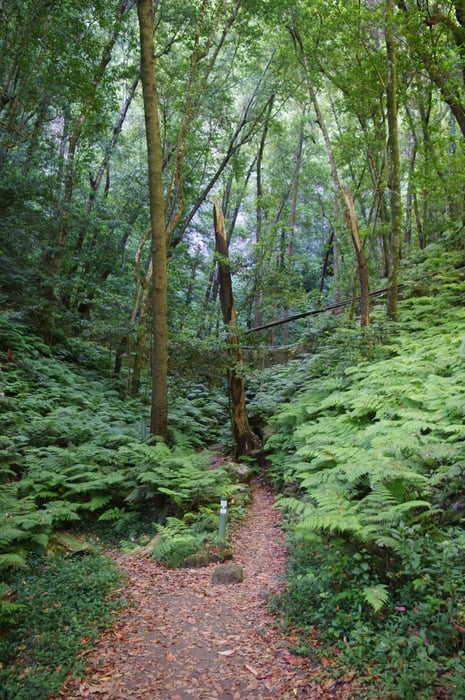 Im Urwald (Cubo de la Galga)