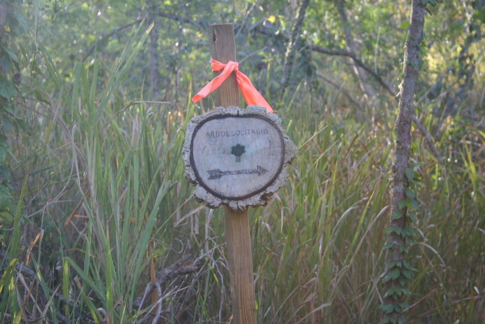 Arbol Solitario PR