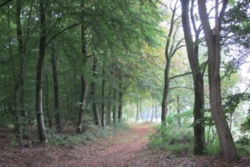 MTB Sonsbeck (Uedemer Hochwald & Tüschenwald)