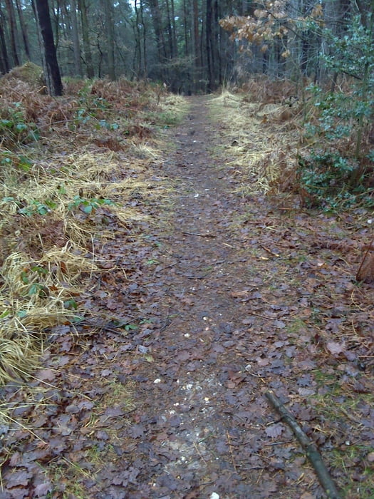 Wankumer-Heide