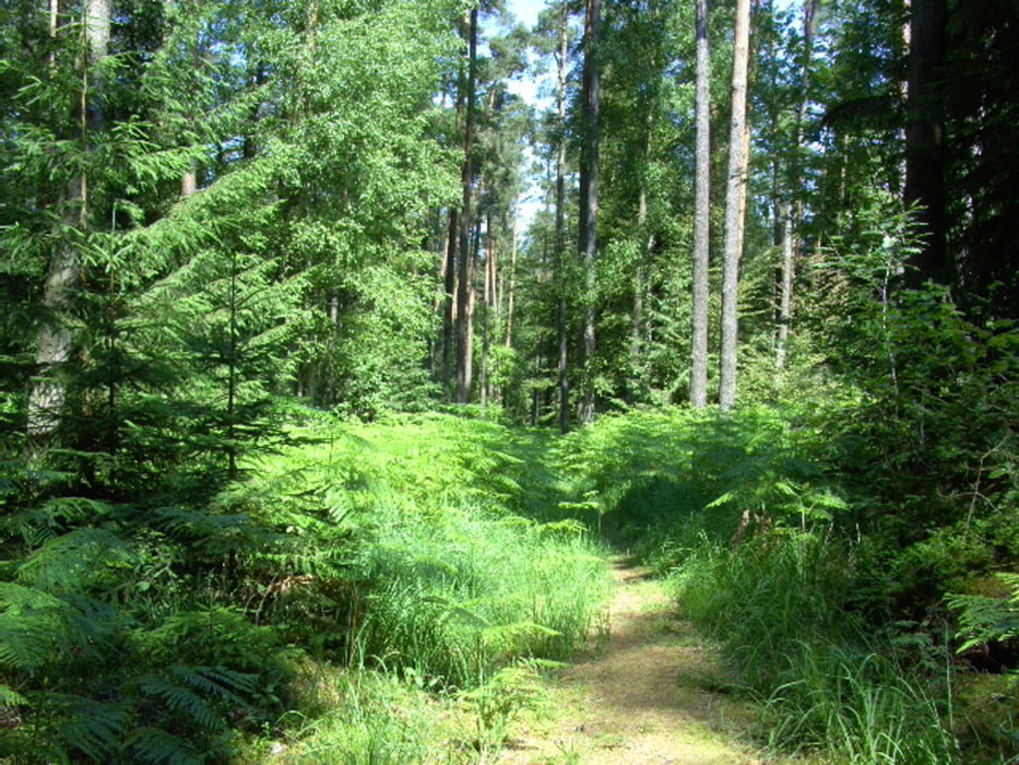 DVV-Wandern in Eisen