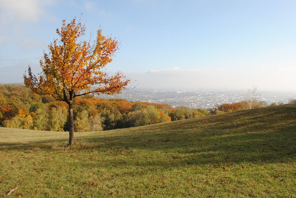Herbst im Lainzer Tiergarten (13.10.2013)
