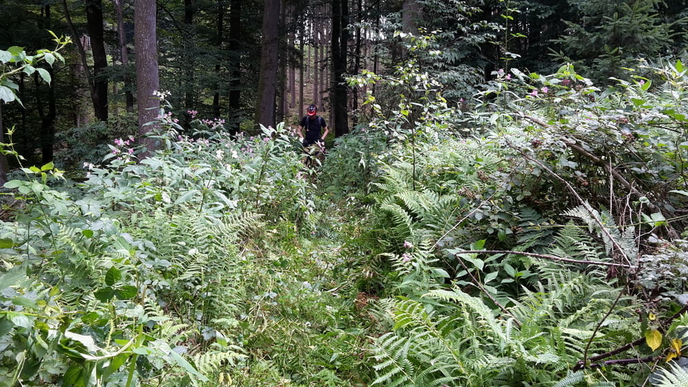 2 stündige Feierabend-Tour mit schicken Trails im Naafbachtal