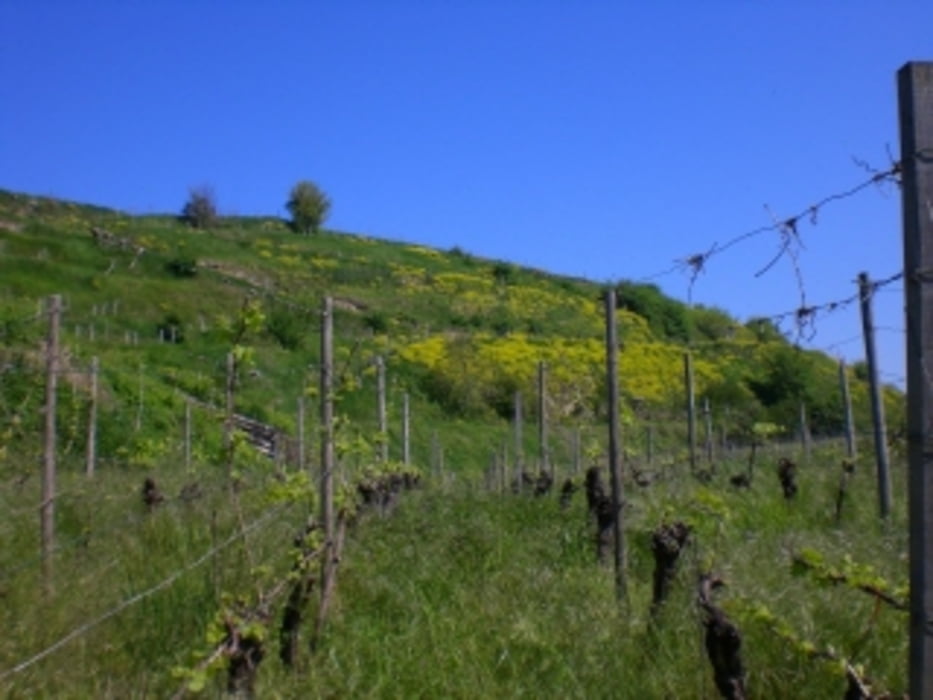 Rund um Ihringen - Unterwegs im Südlichen Kaiserstuhl