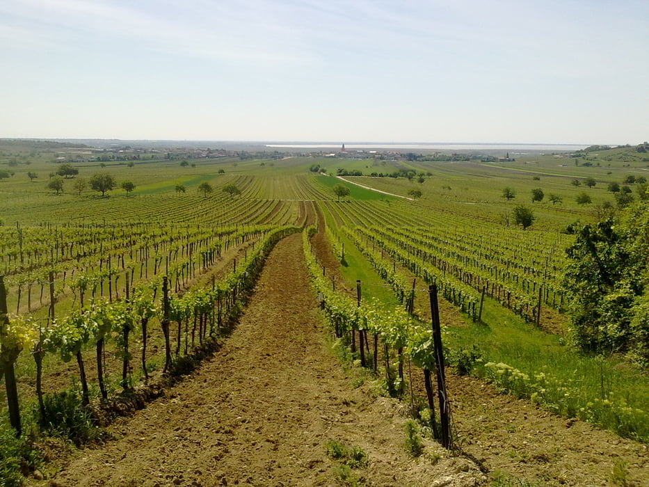 Neusiedlersee