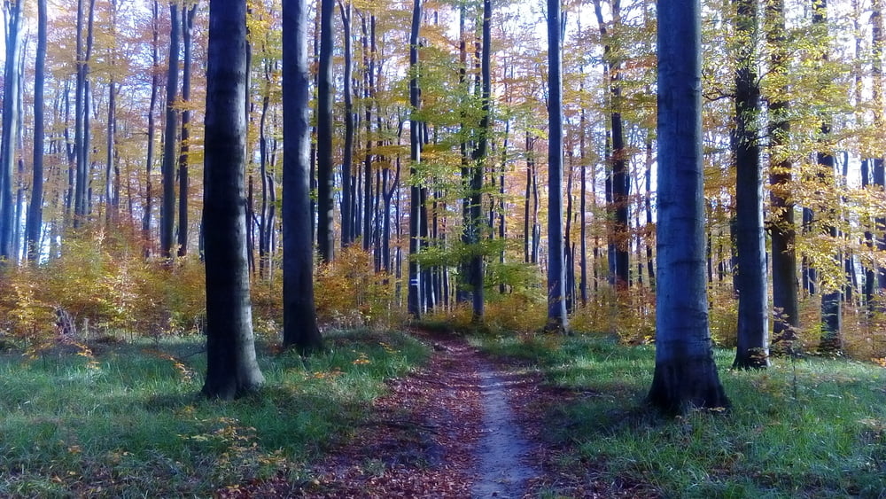 Wienherum mit vielen trails 181102