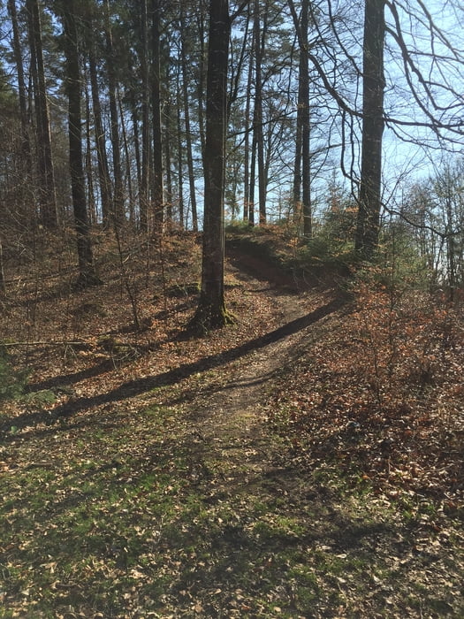 leichte Trailrunde im Tettnanger Wald