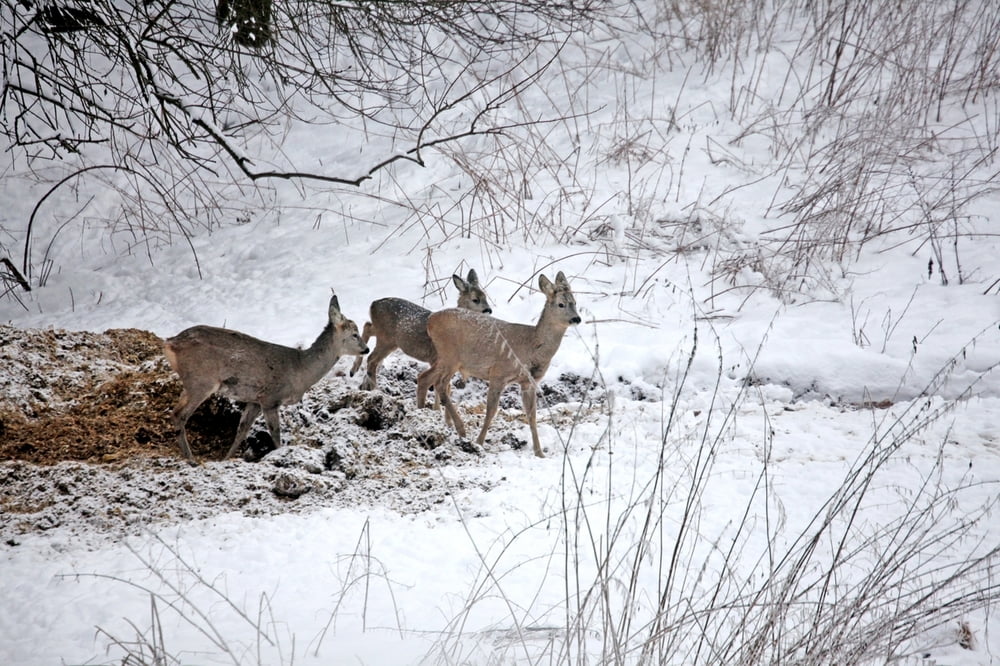 Winterwanderung in Stupna