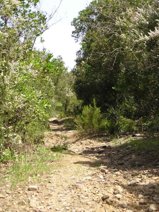 Halbtagestour Gavorrano