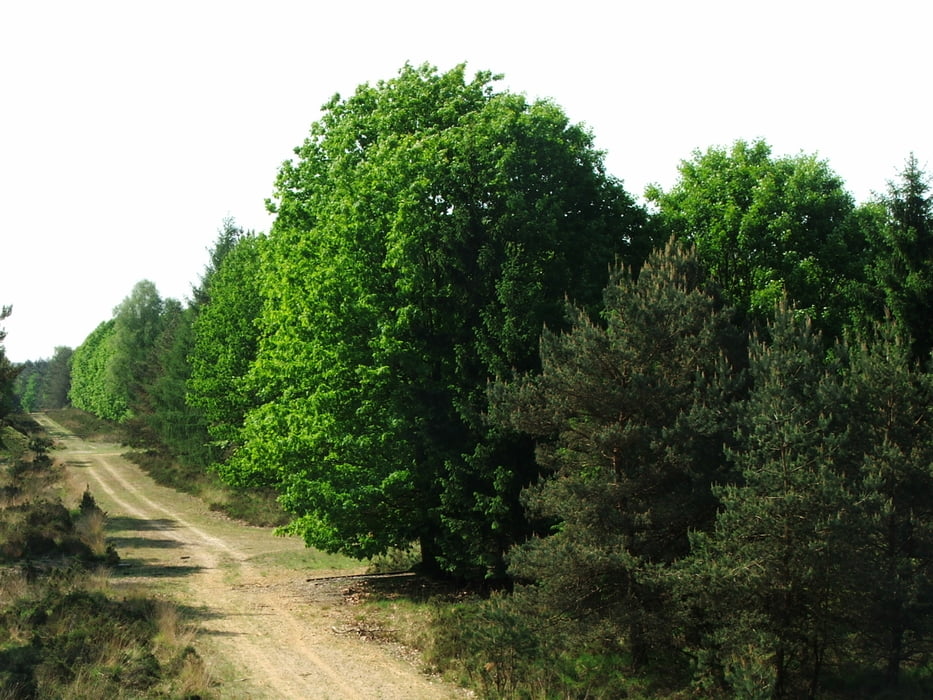 Naturpark Maas=Schwalm=Nette: Brachter Wald (2)