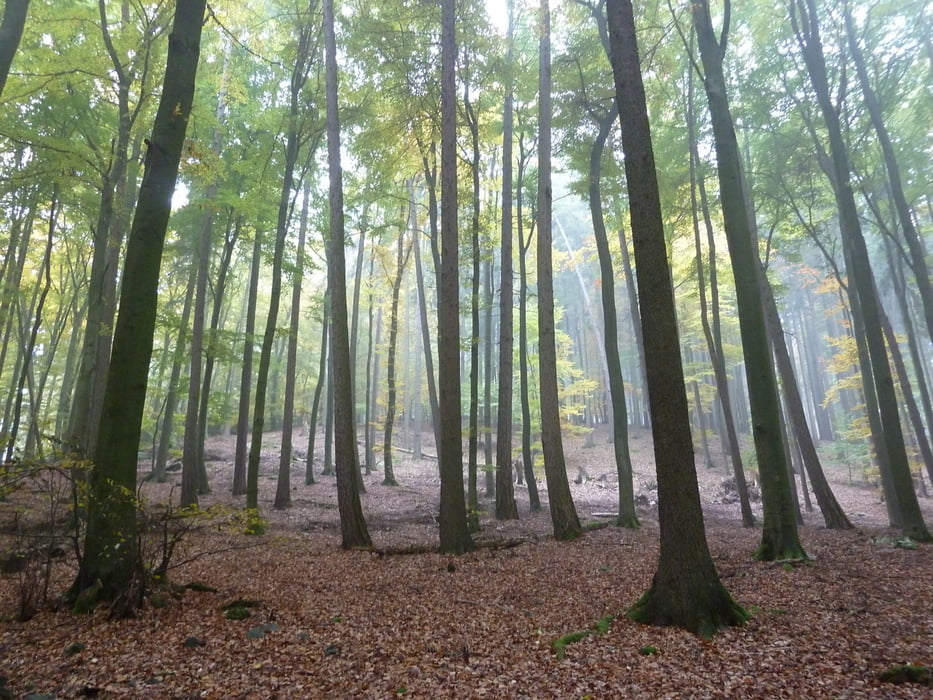 Raum Bad Homburg aus Rother Wanderführer -Taunus- Nr. 42