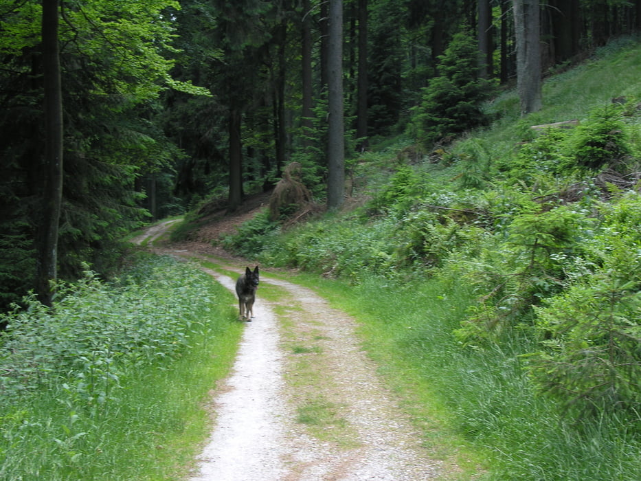 Kleine Runde um den Grossen Feldberg