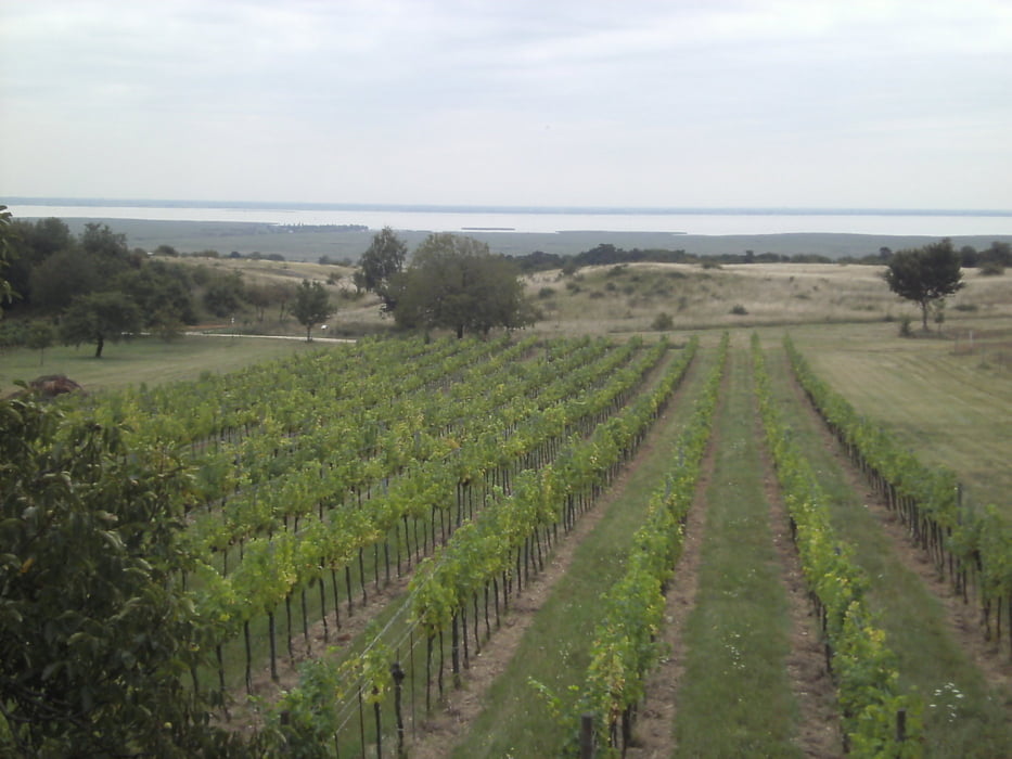 Über das Leithagebirge zum Neusiedlersee