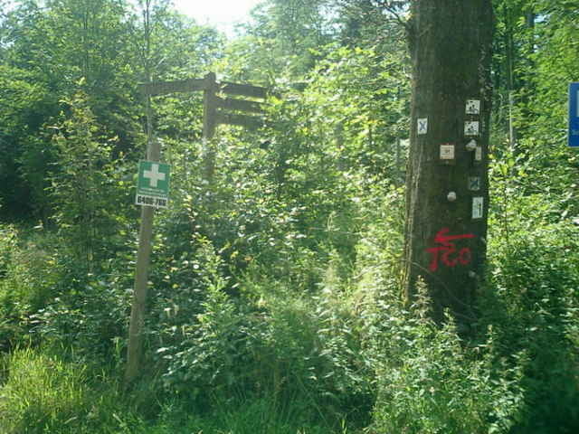 Hochwald pur