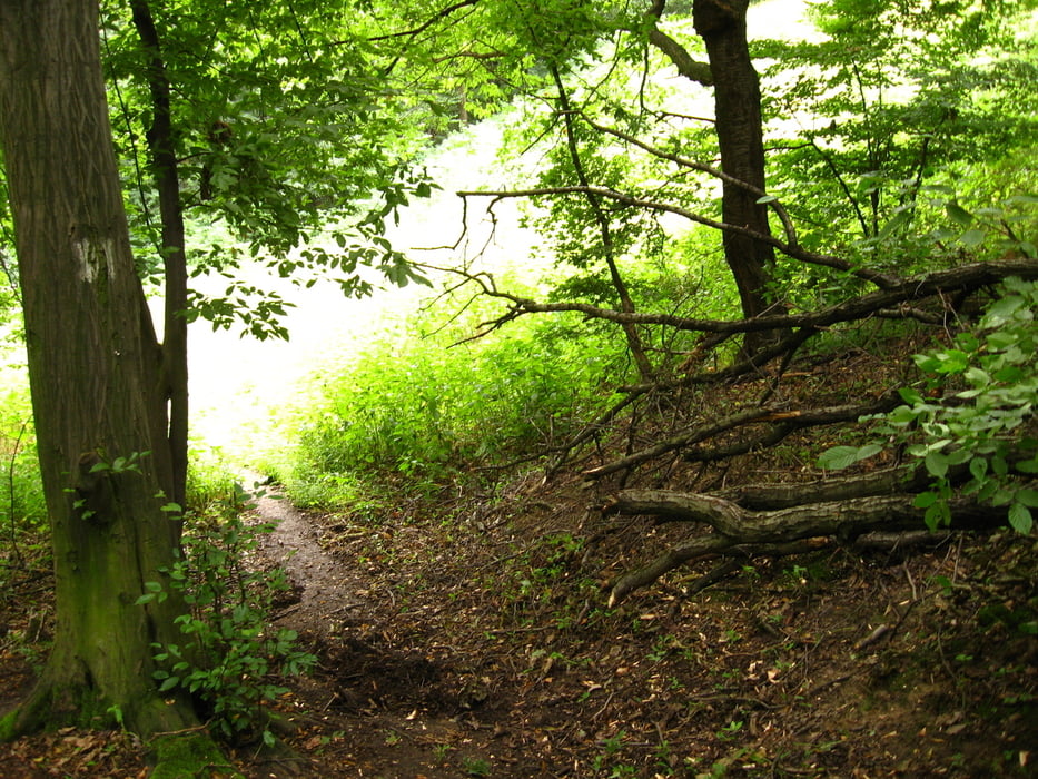 20100724_Budovanie lepšieho zajtrajška na Devínskej kobyle