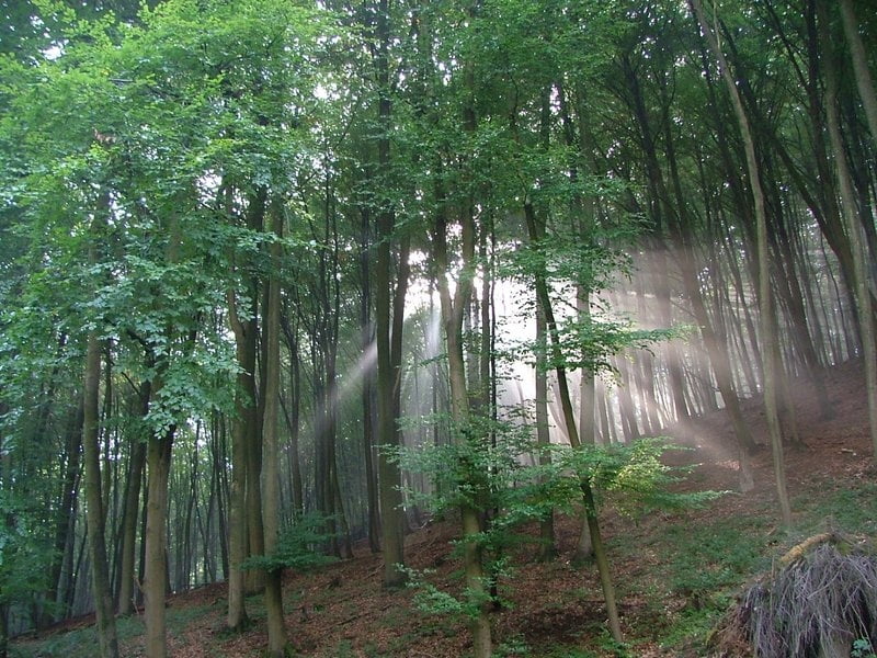Rundweg von Urbar entlang des Mallendarer Bachs