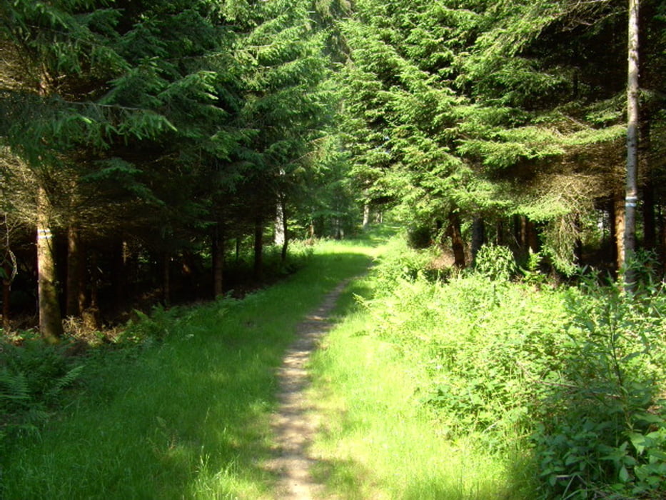 DVV Wanderung in Holz