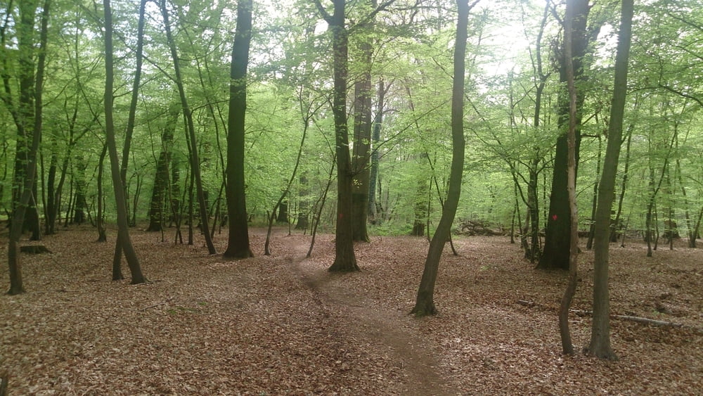 MTB Echt, Montfort & Posterholt