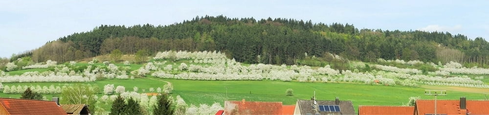 Wandern Franken: Kirschblüte im Kreis Eckental