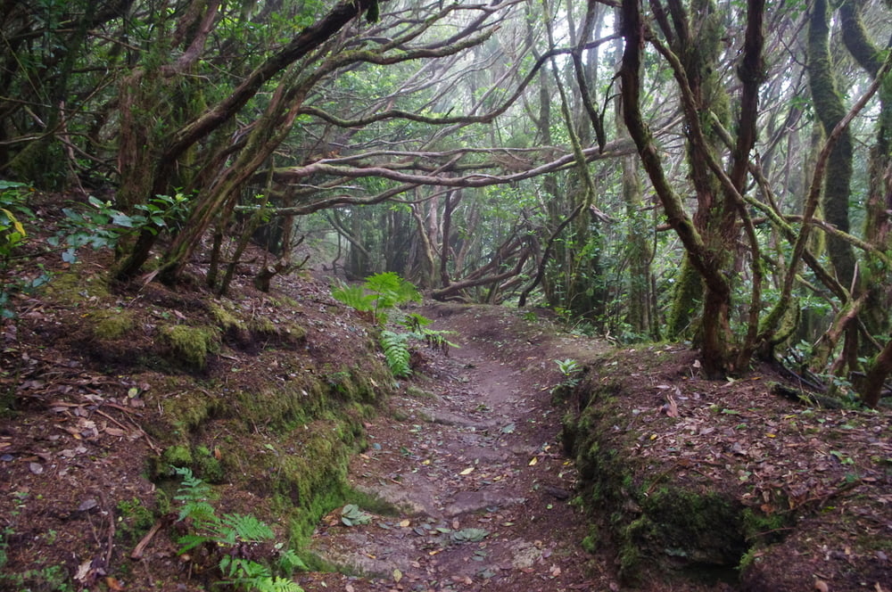 Im Lorbeerwald