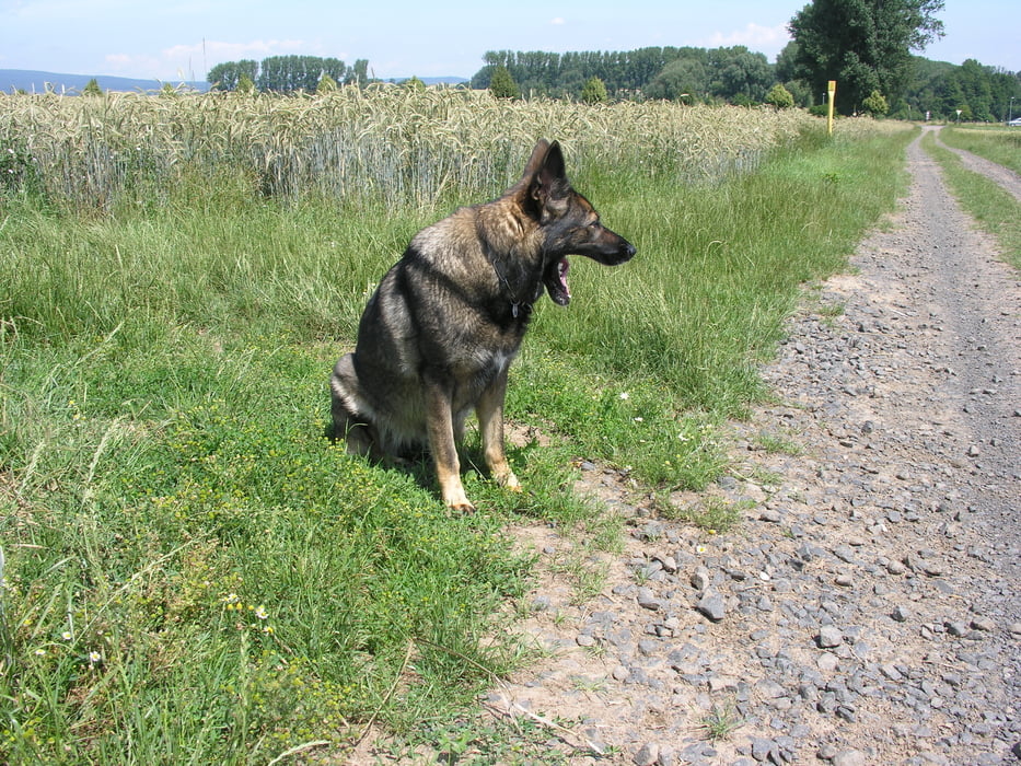 Rundwanderung: Hörstein - Heimbacher Mühle - Hörstein